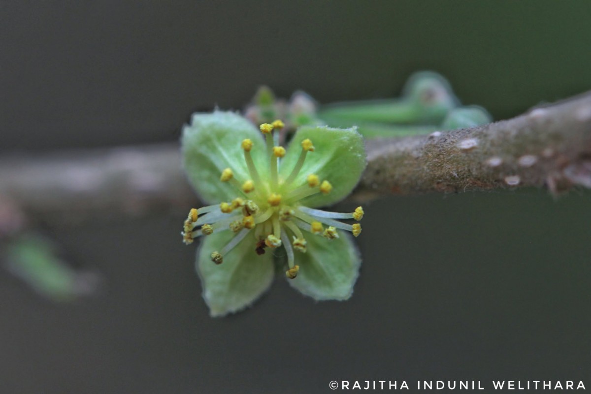 Dovyalis hebecarpa (Gardner) Warb.
